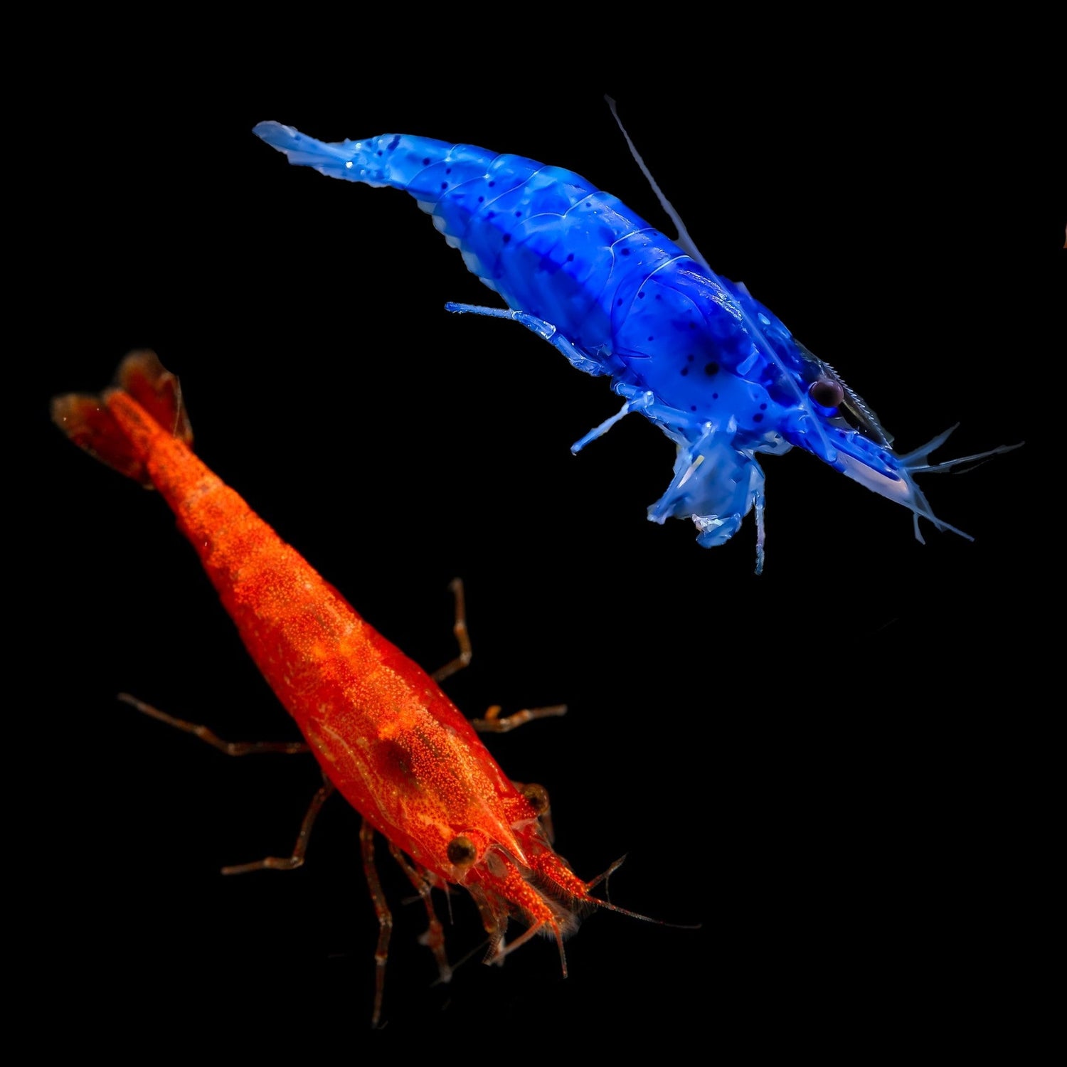 Freshwater Inverts - Fish