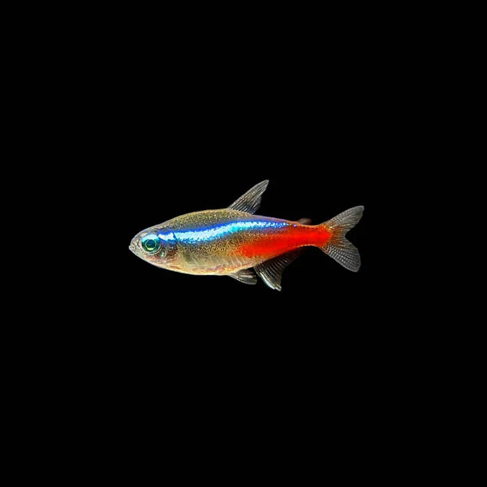 Tropical - Fish