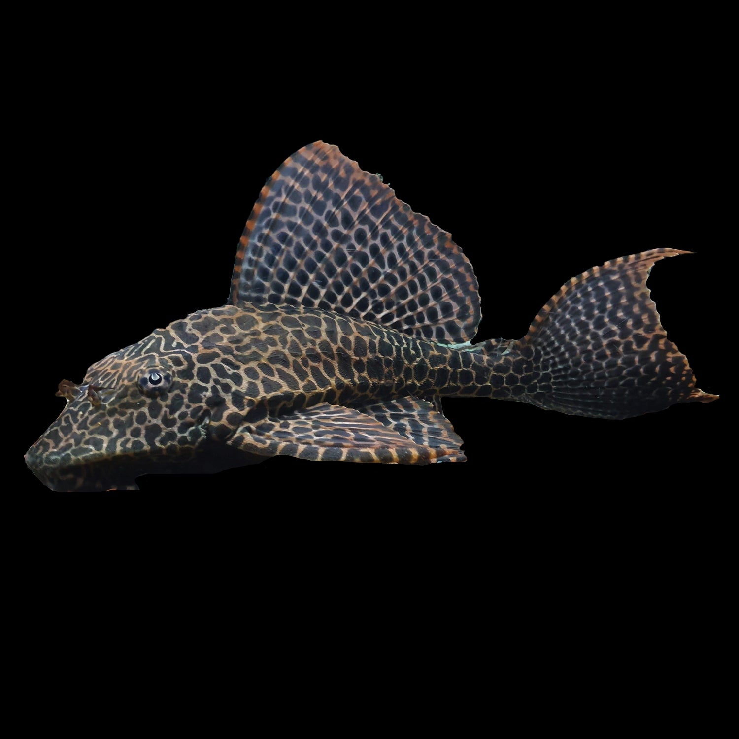 Catfish and Loaches - Fish