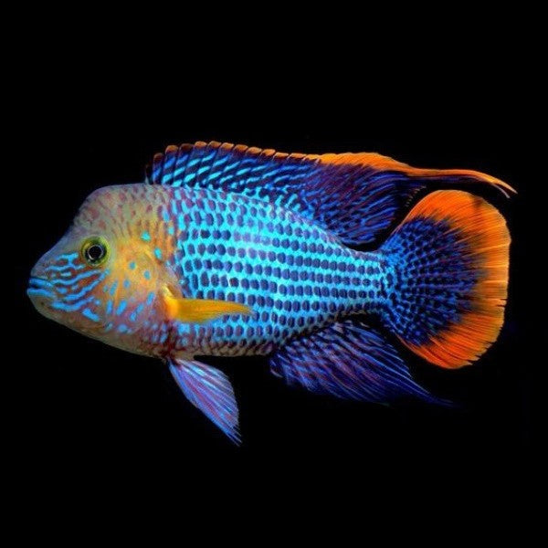 Cichlids - Fish