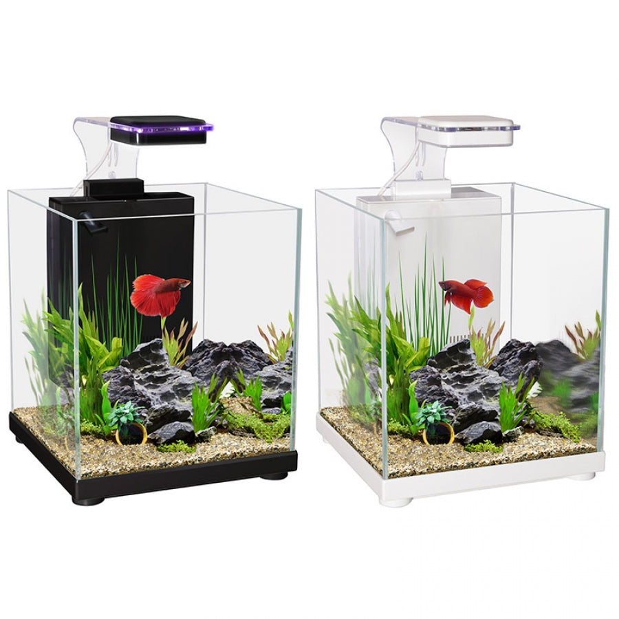 Betta Sanctuary