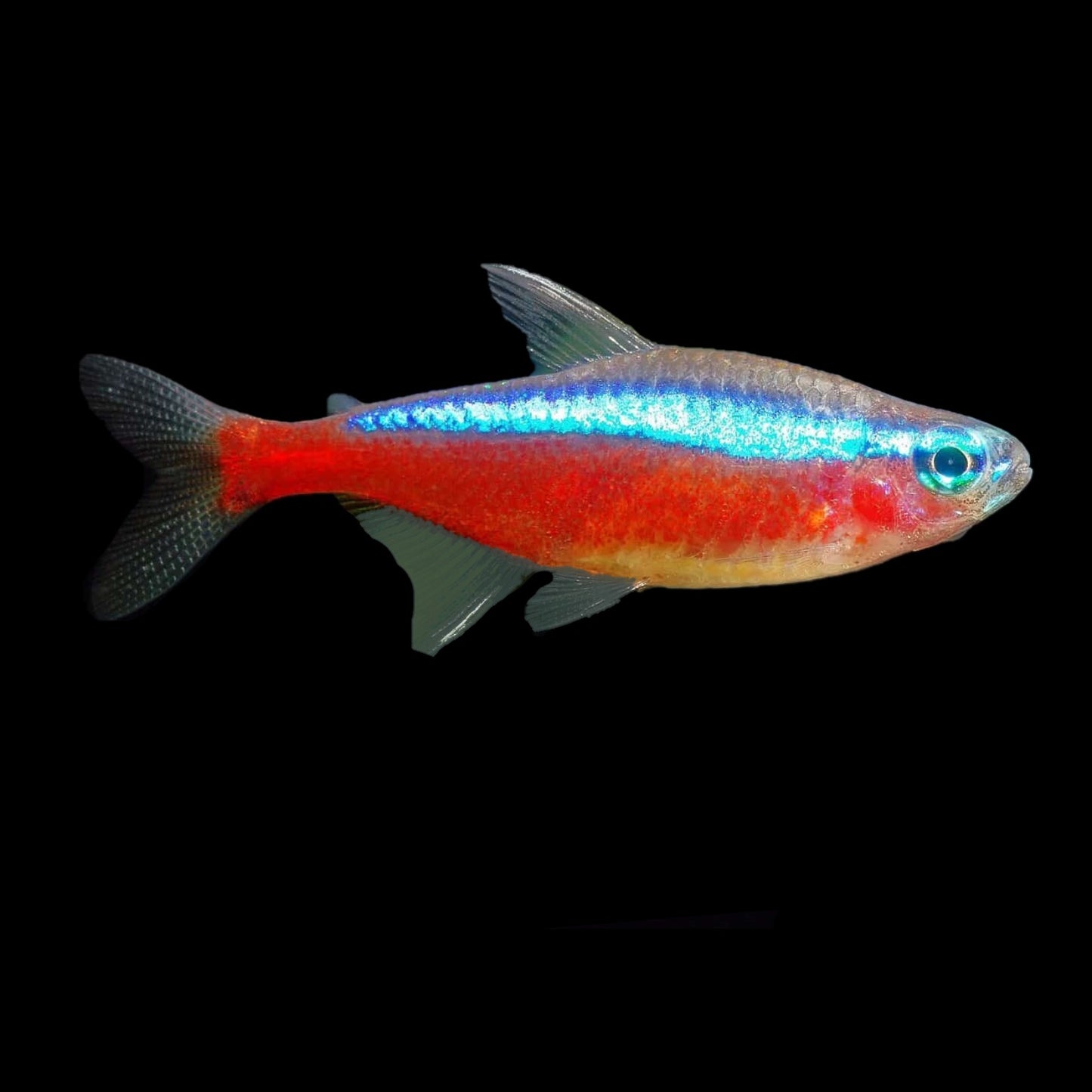 Cardinal Tetra