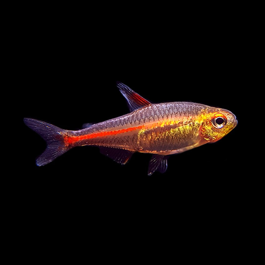 Glolite Tetra