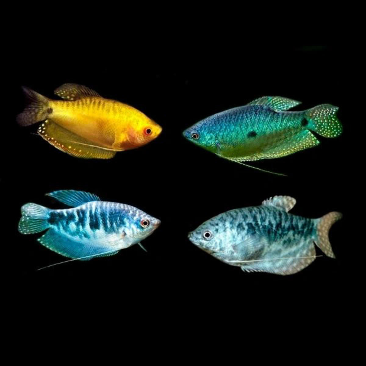 Assorted Gourami