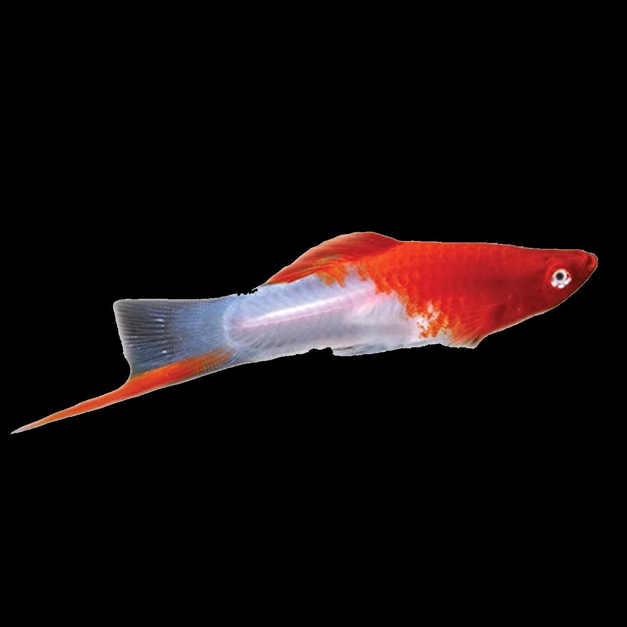 Santa Swordtail