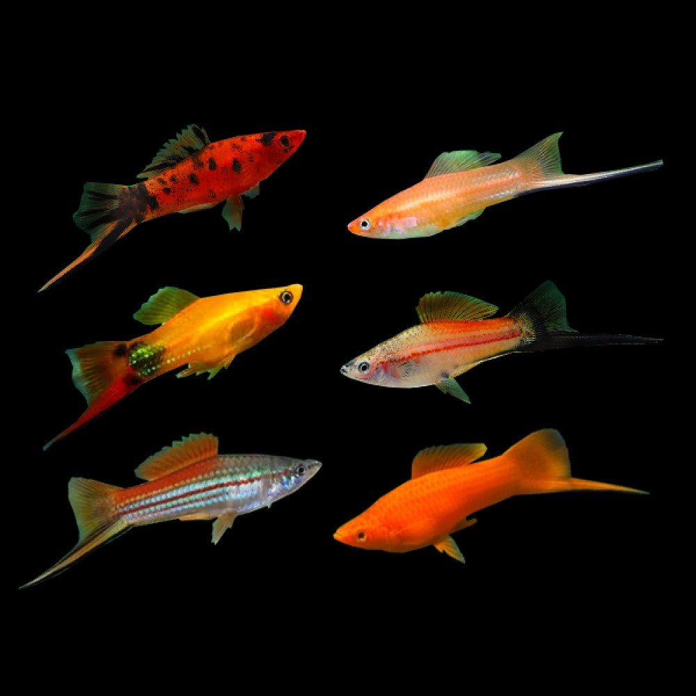 Assorted Swordtail