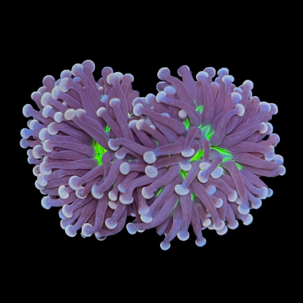 Torch Coral Fishtank